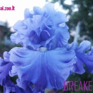 breakers-1