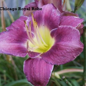 chicago_royal_robe