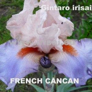 french_cancan