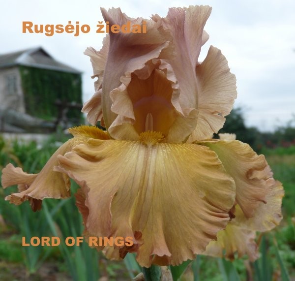 lord_of_rings-001
