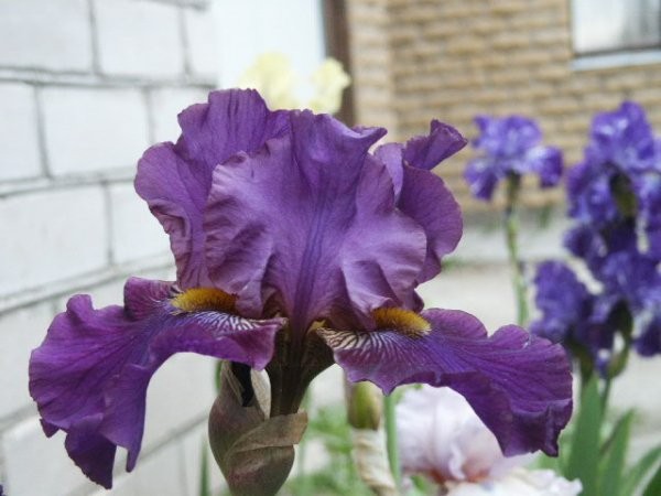 pict0052