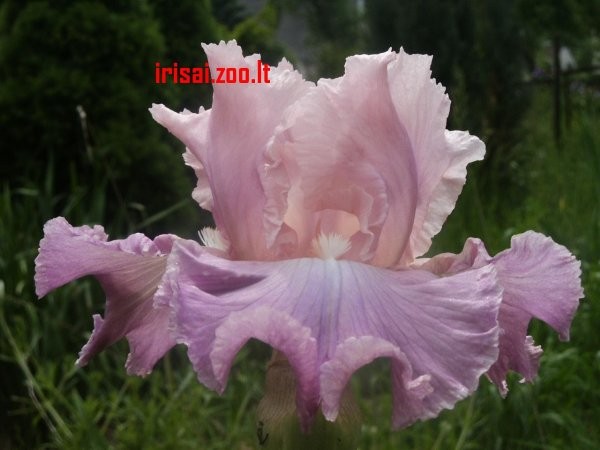 pond_lily