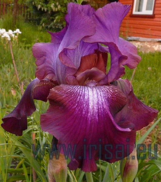 purple_star2