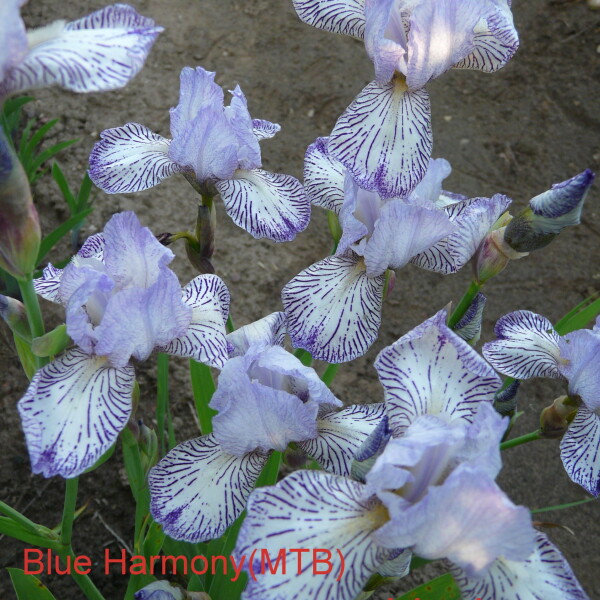 Blue harmony