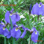 iris pseudata variegata