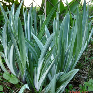 margas pseudata